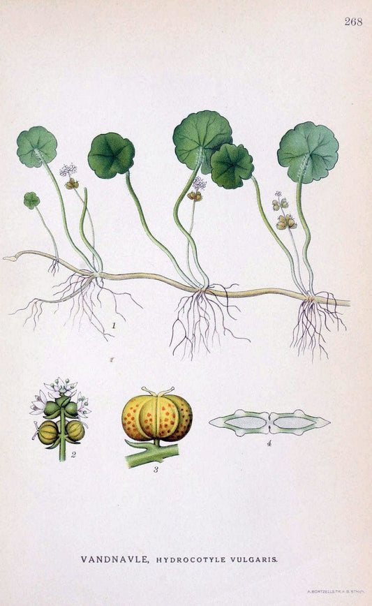 Billeder af nordens flora. v.1KÃ¸benhavn,G.E.C. Gad's forlag,1917-1927. |  | Vintage Print Reproduction 461745