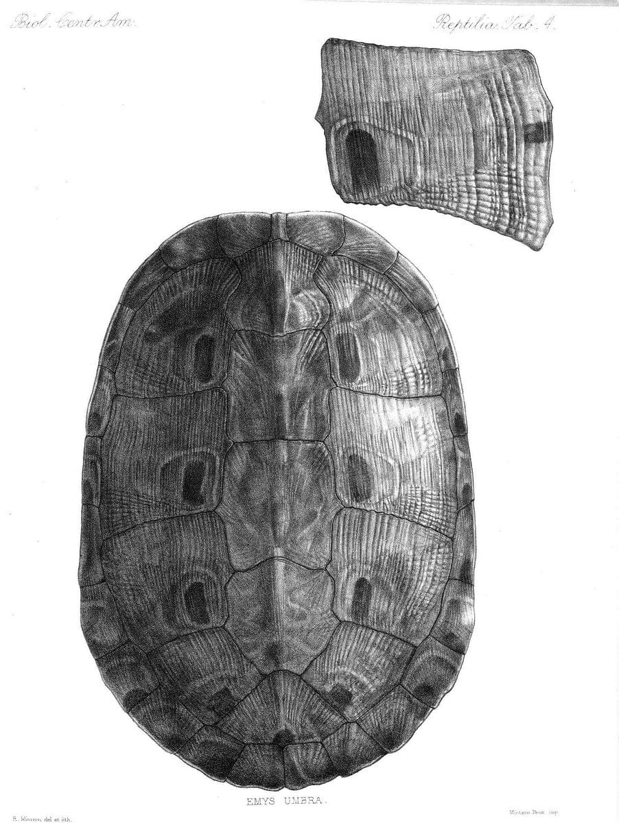 Biologia Centrali-Americana :.[London :Published for the editors by R. H. Porter],1879-1915. |  | Vintage Print Reproduction 461749