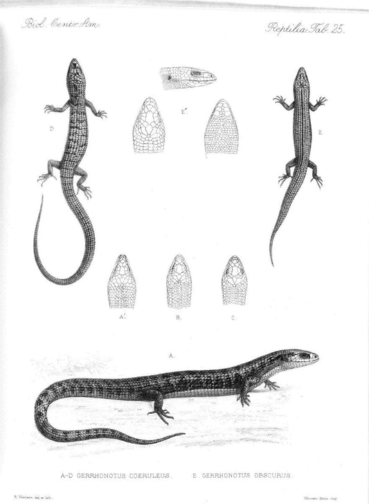 Biologia Centrali-Americana :.[London :Published for the editors by R. H. Porter],1879-1915. |  | Vintage Print Reproduction 461763