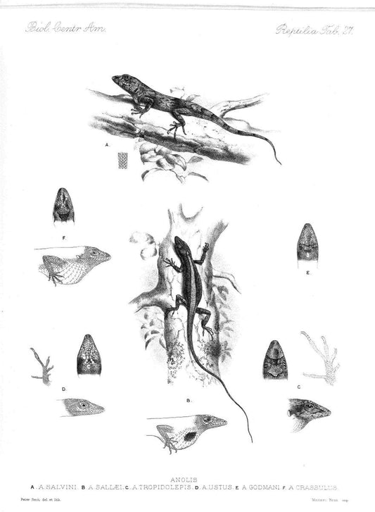 Biologia Centrali-Americana :.[London :Published for the editors by R. H. Porter],1879-1915. |  | Vintage Print Reproduction 461765