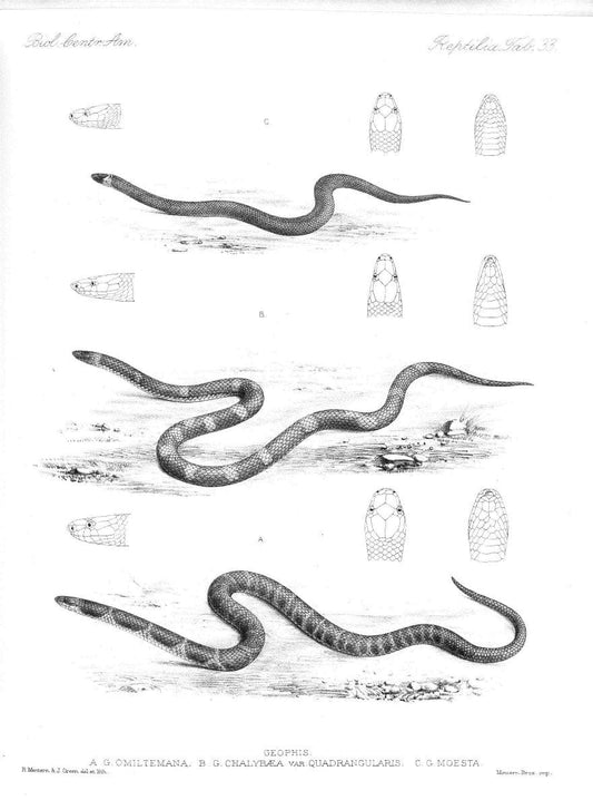 Biologia Centrali-Americana :.[London :Published for the editors by R. H. Porter],1879-1915. |  | Vintage Print Reproduction 461768
