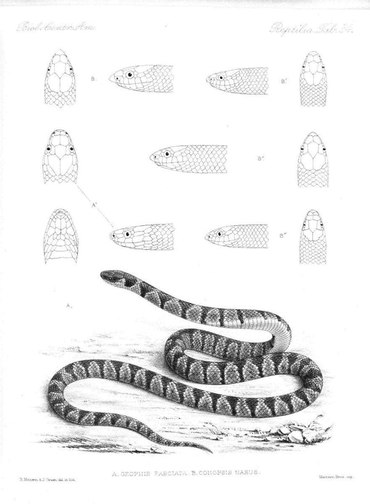 Biologia Centrali-Americana :.[London :Published for the editors by R. H. Porter],1879-1915. |  | Vintage Print Reproduction 461769