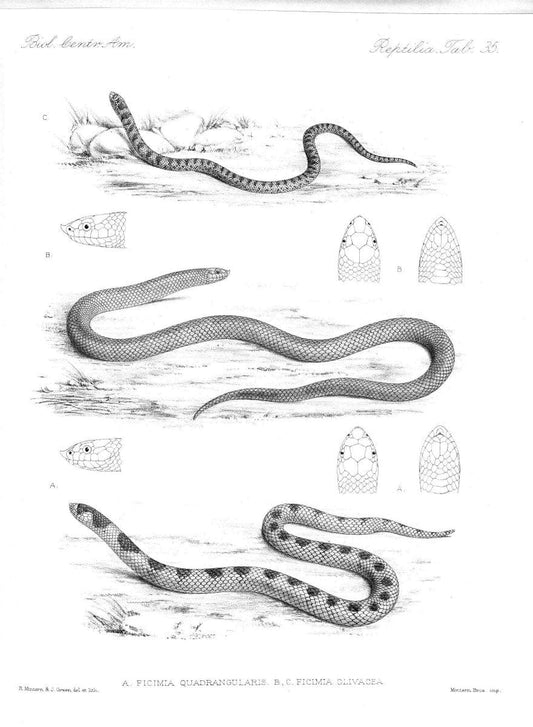 Biologia Centrali-Americana :.[London :Published for the editors by R. H. Porter],1879-1915. |  | Vintage Print Reproduction 461770