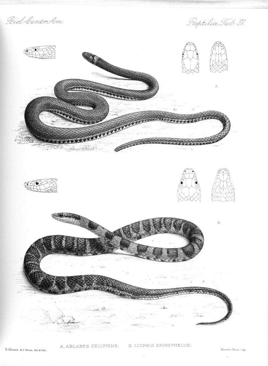 Biologia Centrali-Americana :.[London :Published for the editors by R. H. Porter],1879-1915. |  | Vintage Print Reproduction 461771