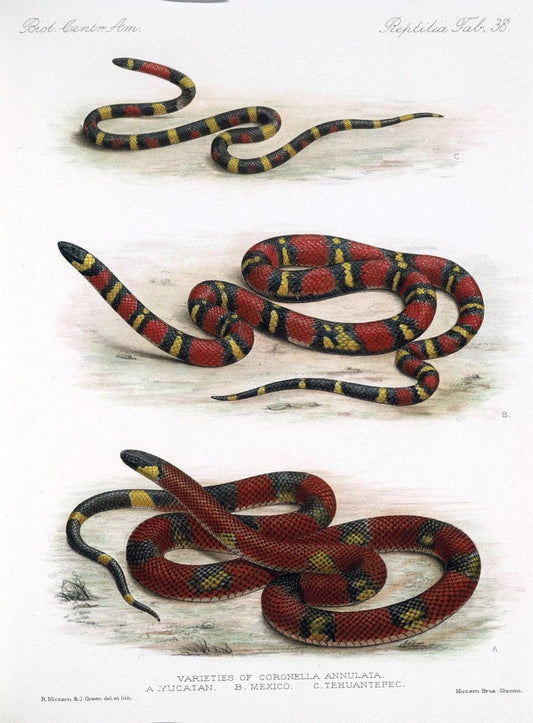 Biologia Centrali-Americana :.[London :Published for the editors by R. H. Porter],1879-1915. |  | Vintage Print Reproduction 461772