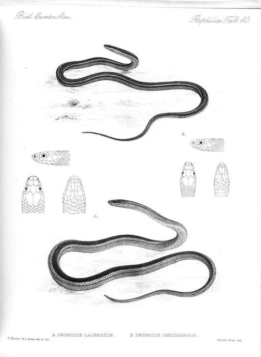 Biologia Centrali-Americana :.[London :Published for the editors by R. H. Porter],1879-1915. |  | Vintage Print Reproduction 461773