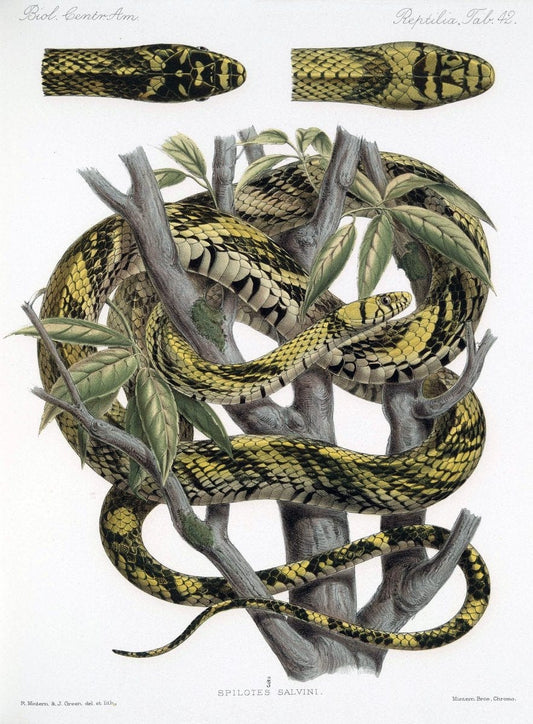 Biologia Centrali-Americana :.[London :Published for the editors by R. H. Porter],1879-1915. |  | Vintage Print Reproduction 461774