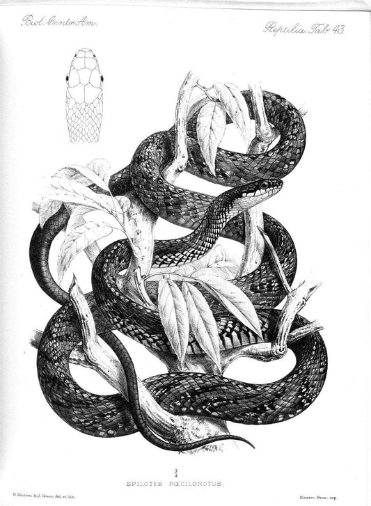 Biologia Centrali-Americana :.[London :Published for the editors by R. H. Porter],1879-1915. |  | Vintage Print Reproduction 461775