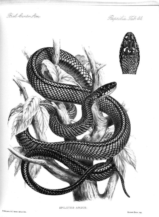 Biologia Centrali-Americana :.[London :Published for the editors by R. H. Porter],1879-1915. |  | Vintage Print Reproduction 461776