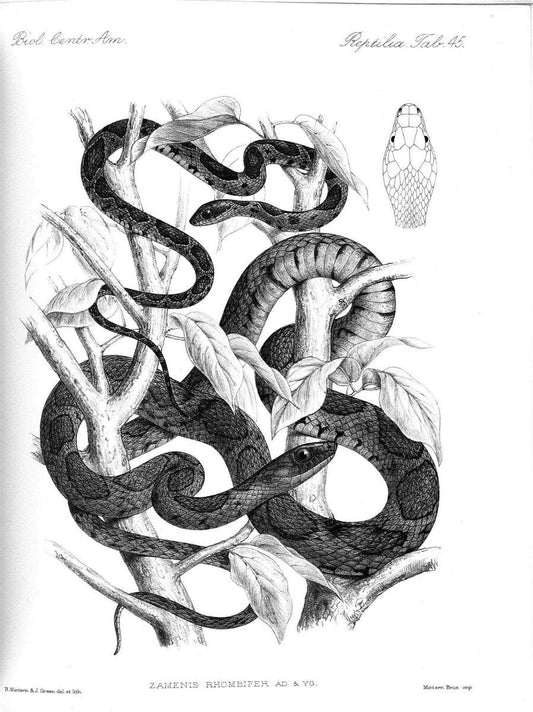Biologia Centrali-Americana :.[London :Published for the editors by R. H. Porter],1879-1915. |  | Vintage Print Reproduction 461777