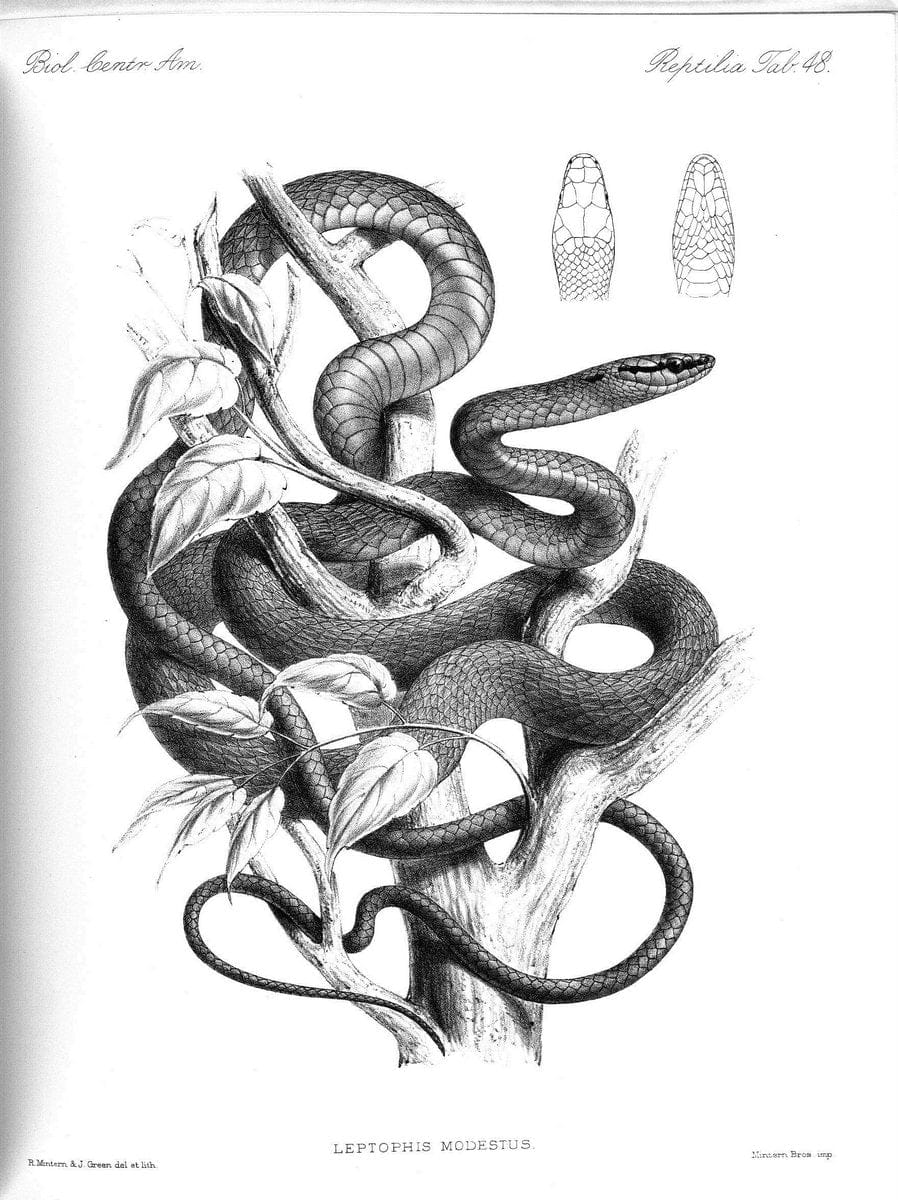 Biologia Centrali-Americana :.[London :Published for the editors by R. H. Porter],1879-1915. |  | Vintage Print Reproduction 461779