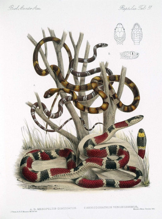 Biologia Centrali-Americana :.[London :Published for the editors by R. H. Porter],1879-1915. |  | Vintage Print Reproduction 461780