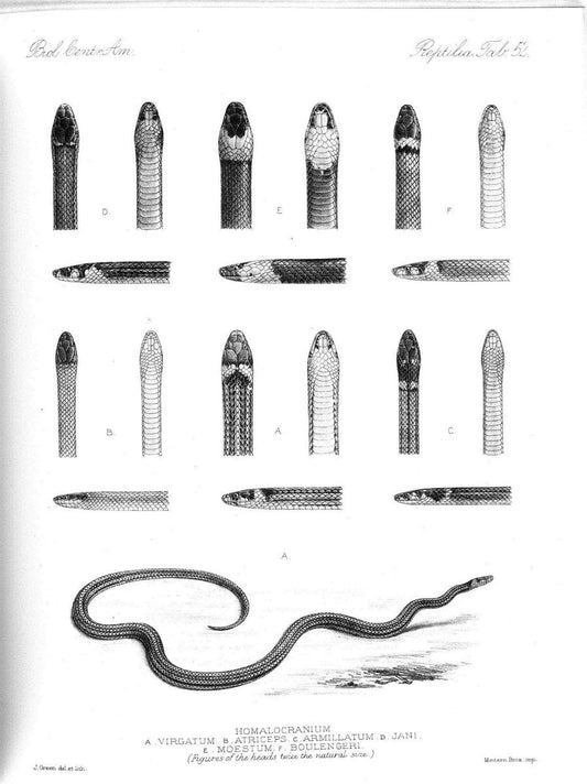 Biologia Centrali-Americana :.[London :Published for the editors by R. H. Porter],1879-1915. |  | Vintage Print Reproduction 461781