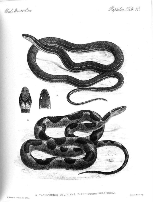 Biologia Centrali-Americana :.[London :Published for the editors by R. H. Porter],1879-1915. |  | Vintage Print Reproduction 461782