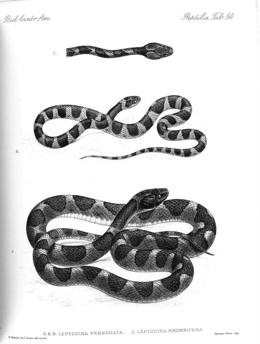 Biologia Centrali-Americana :.[London :Published for the editors by R. H. Porter],1879-1915. |  | Vintage Print Reproduction 461783