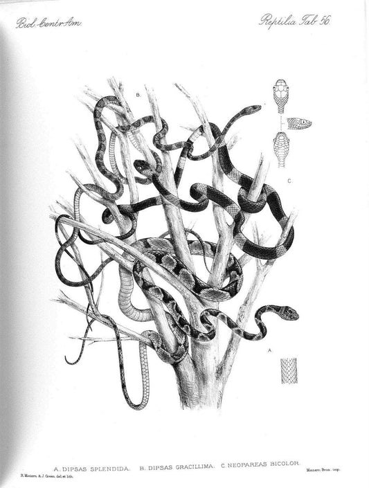 Biologia Centrali-Americana :.[London :Published for the editors by R. H. Porter],1879-1915. |  | Vintage Print Reproduction 461784