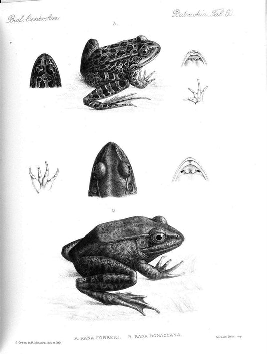Biologia Centrali-Americana :.[London :Published for the editors by R. H. Porter],1879-1915. |  | Vintage Print Reproduction 461785