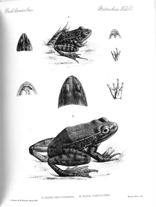 Biologia Centrali-Americana :.[London :Published for the editors by R. H. Porter],1879-1915. |  | Vintage Print Reproduction 461786