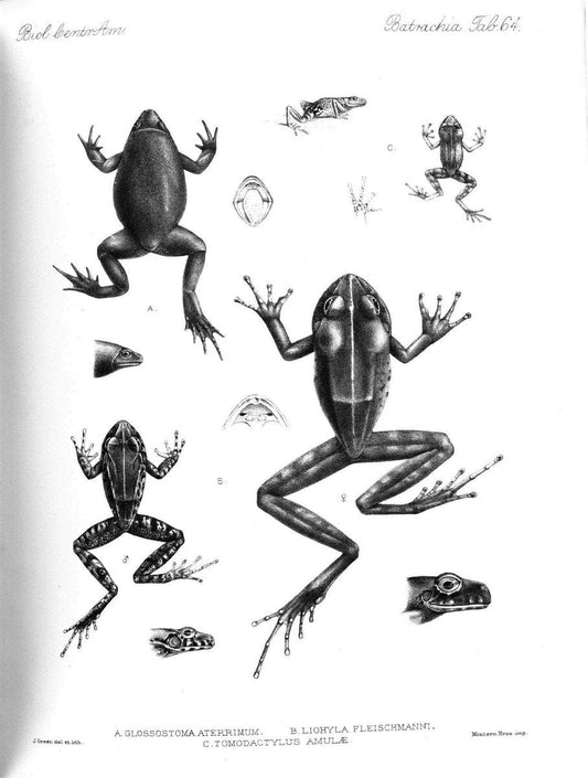 Biologia Centrali-Americana :.[London :Published for the editors by R. H. Porter],1879-1915. |  | Vintage Print Reproduction 461789