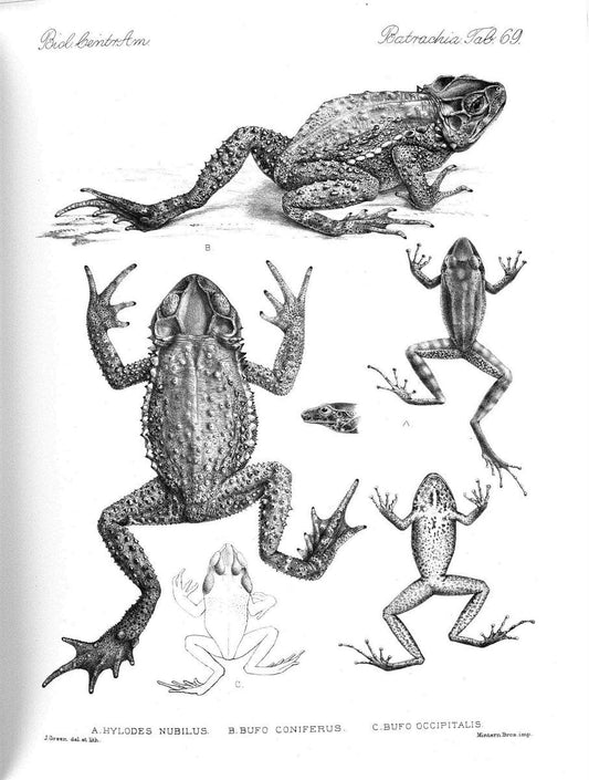 Biologia Centrali-Americana :.[London :Published for the editors by R. H. Porter],1879-1915. |  | Vintage Print Reproduction 461794