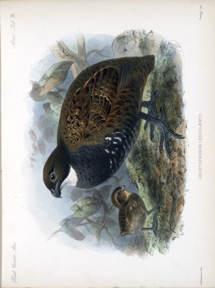 Biologia Centrali-Americana :.[London :Published for the editors by R. H. Porter],1879-1 | Archaeology Botany "Central America" "Decription and travel" Zoology | Vintage Print Reproduction 461834