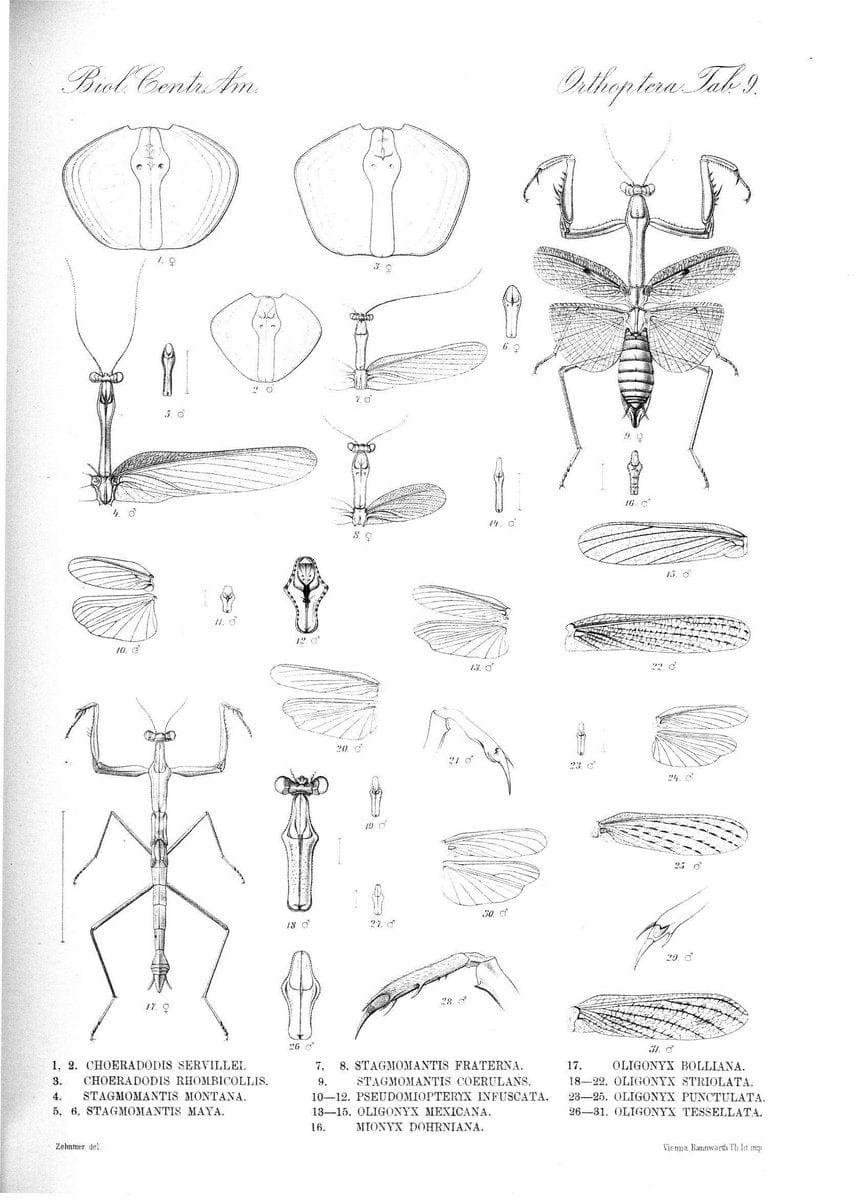 Biologia Centrali-Americana :.[London :Published for the editors by R. H. Porter],1879-1 | Archaeology Botany "Central America" "Decription and travel" Zoology | Vintage Print Reproduction 461875