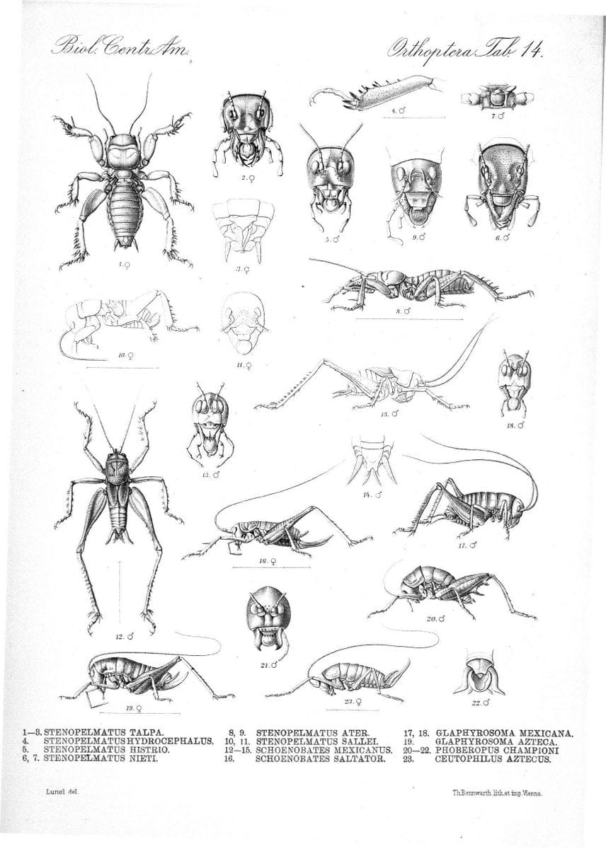 Biologia Centrali-Americana :.[London :Published for the editors by R. H. Porter],1879-1 | Archaeology Botany "Central America" "Decription and travel" Zoology | Vintage Print Reproduction 461880
