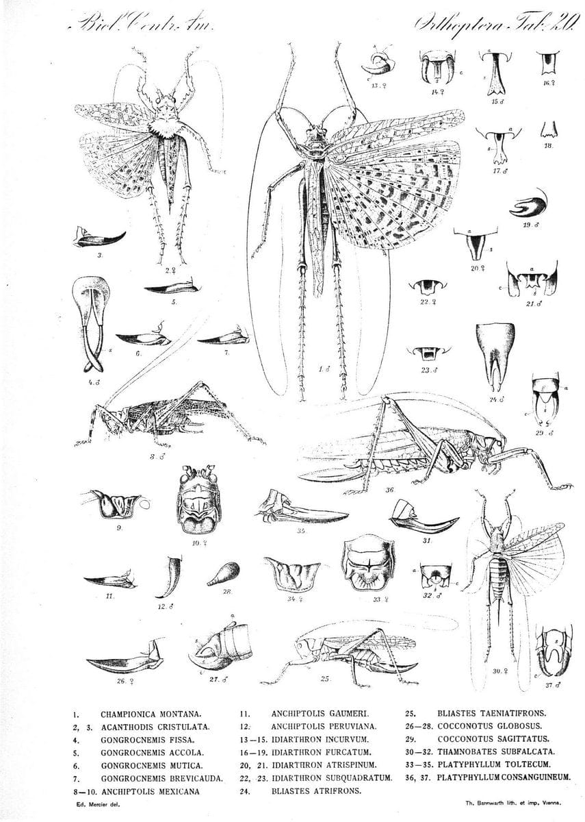 Biologia Centrali-Americana :.[London :Published for the editors by R. H. Porter],1879-1 | Archaeology Botany "Central America" "Decription and travel" Zoology | Vintage Print Reproduction 461892