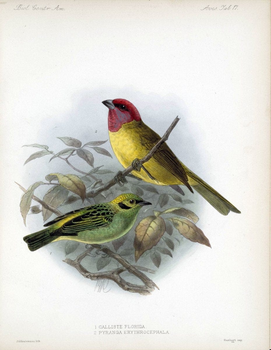 Biologia Centrali-Americana :.[London :Published for the editors by R. H. Porter],1879-1 | Archaeology Botany "Central America" "Decription and travel" Zoology | Vintage Print Reproduction 461901