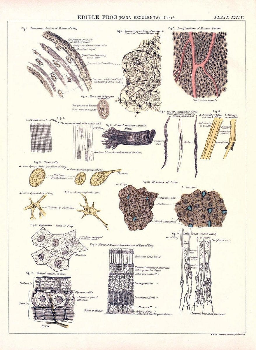 Biological atlas: a guide to the practical study of plants and animalsEdinburgh,W. & A. | Biology "Laboratory manuals" "University of California Libraries" | Vintage Print Reproduction 461957