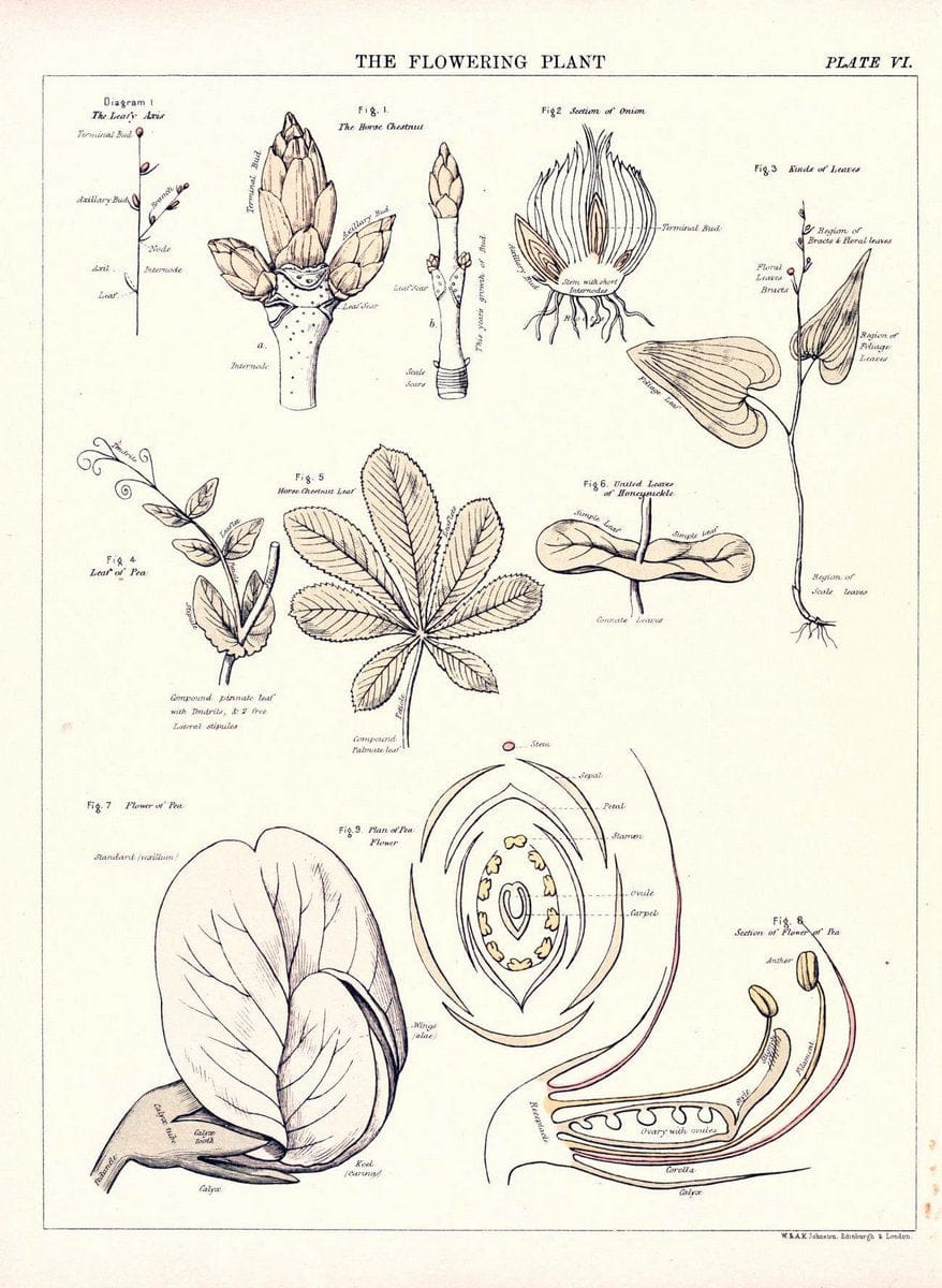Biological atlas: a guide to the practical study of plants and animalsEdinburgh,W. & A. | Biology "Laboratory manuals" "University of California Libraries" | Vintage Print Reproduction 461963