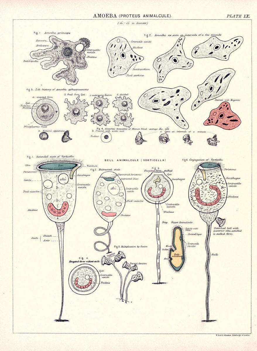Biological atlas: a guide to the practical study of plants and animalsEdinburgh,W. & A. | Biology "Laboratory manuals" "University of California Libraries" | Vintage Print Reproduction 461966