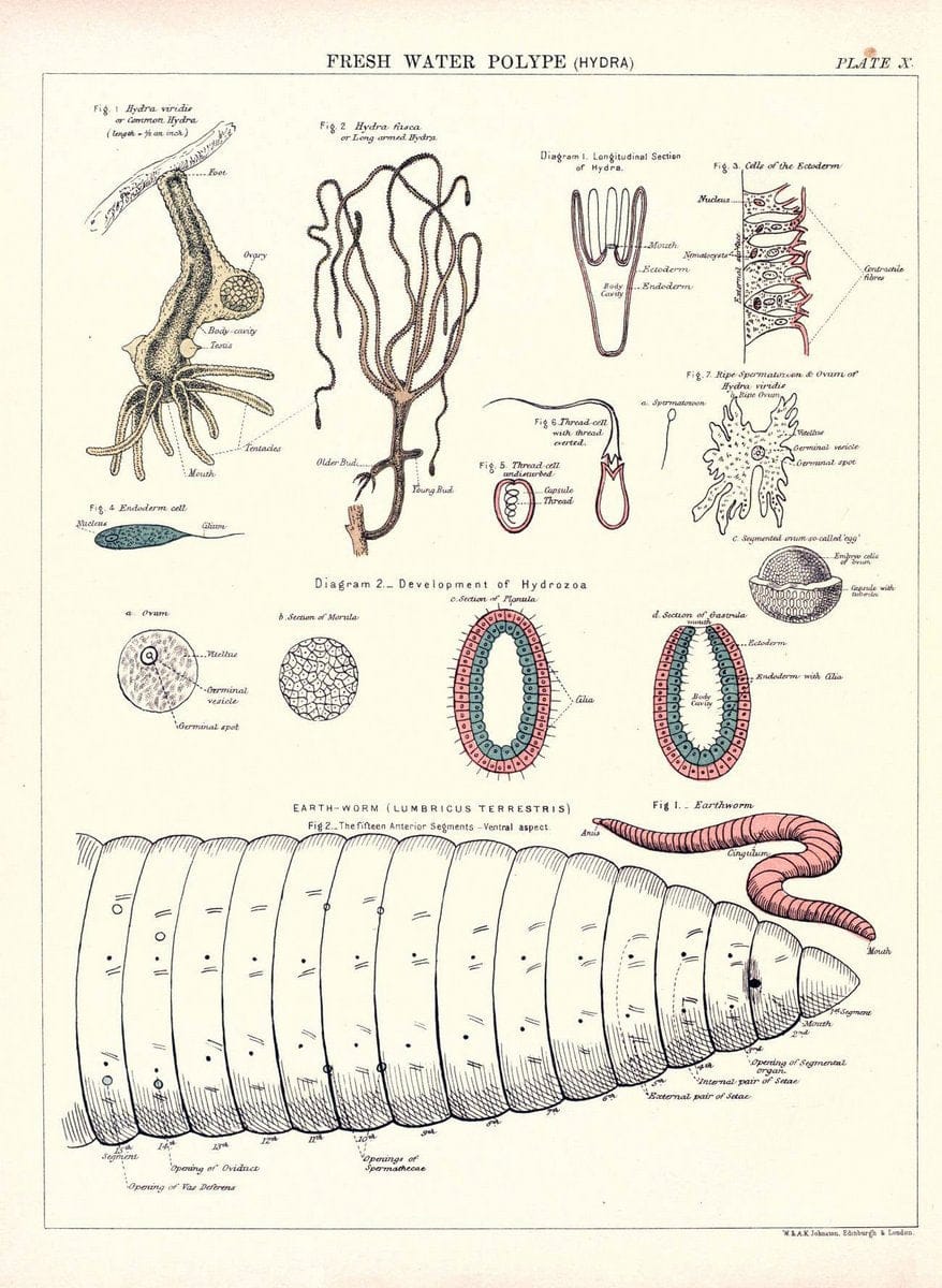 Biological atlas: a guide to the practical study of plants and animalsEdinburgh,W. & A. | Biology "Laboratory manuals" "University of California Libraries" | Vintage Print Reproduction 461967