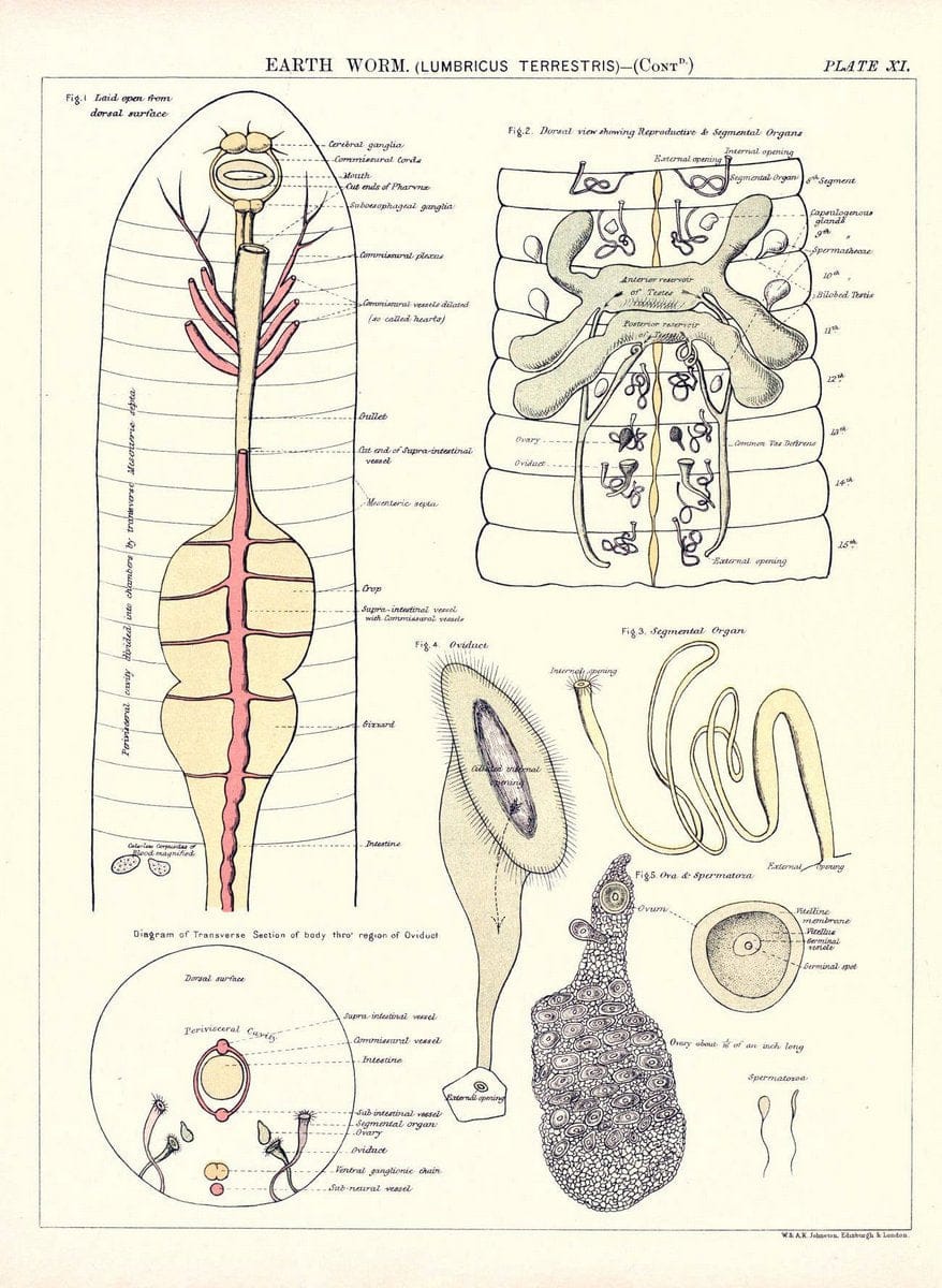 Biological atlas: a guide to the practical study of plants and animalsEdinburgh,W. & A. | Biology "Laboratory manuals" "University of California Libraries" | Vintage Print Reproduction 461968