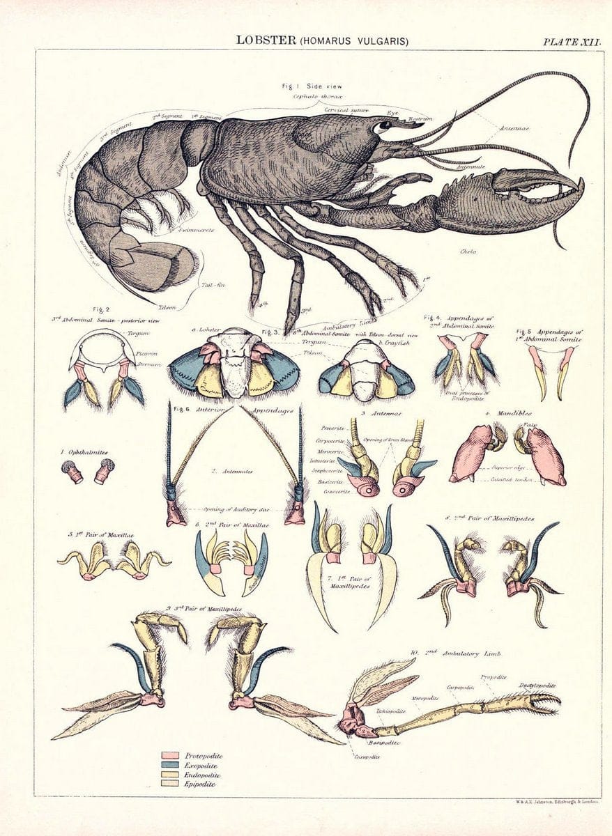Biological atlas: a guide to the practical study of plants and animalsEdinburgh,W. & A. | Biology "Laboratory manuals" "University of California Libraries" | Vintage Print Reproduction 461969