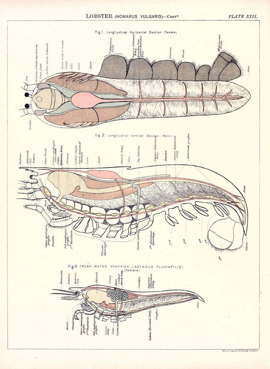 Biological atlas: a guide to the practical study of plants and animalsEdinburgh,W. & A. | Biology "Laboratory manuals" "University of California Libraries" | Vintage Print Reproduction 461970