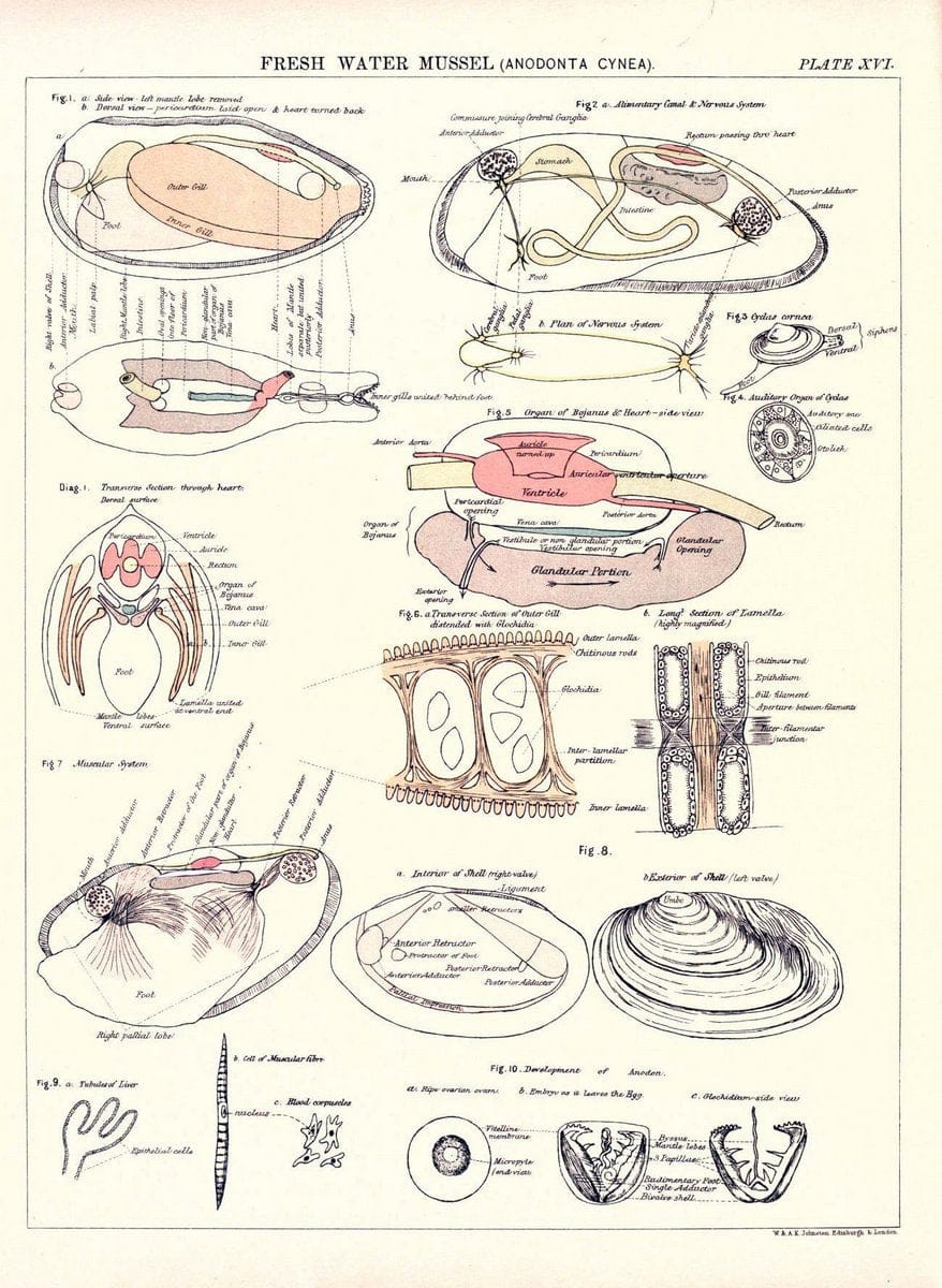 Biological atlas: a guide to the practical study of plants and animalsEdinburgh,W. & A. | Biology "Laboratory manuals" "University of California Libraries" | Vintage Print Reproduction 461973