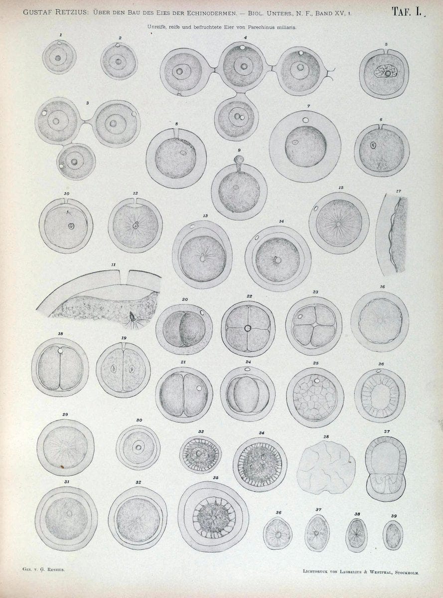 Biologische Untersuchungen,.Leipzig,C.F.W. Vogel,1890-1921.  | "Anatomy, Comparative" Biology "Nervous system" | Vintage Print Reproduction 461979