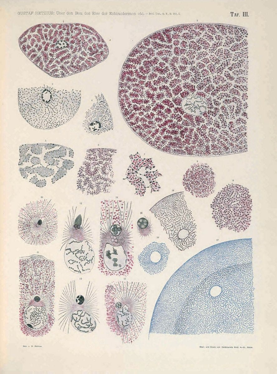 Biologische Untersuchungen,.Leipzig,C.F.W. Vogel,1890-1921.  | "Anatomy, Comparative" Biology "Nervous system" | Vintage Print Reproduction 461981