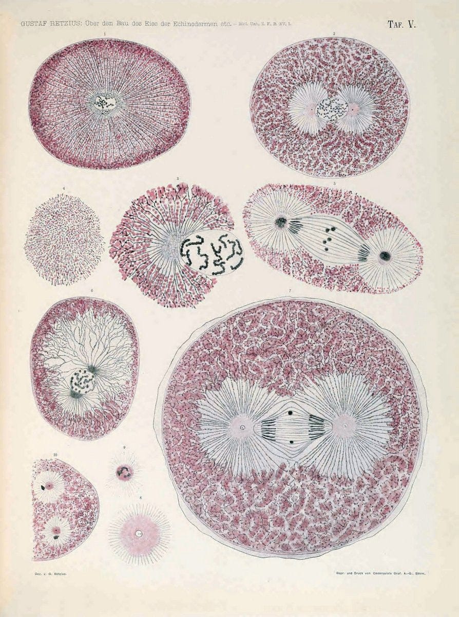 Biologische Untersuchungen,.Leipzig,C.F.W. Vogel,1890-1921.  | "Anatomy, Comparative" Biology "Nervous system" | Vintage Print Reproduction 461983