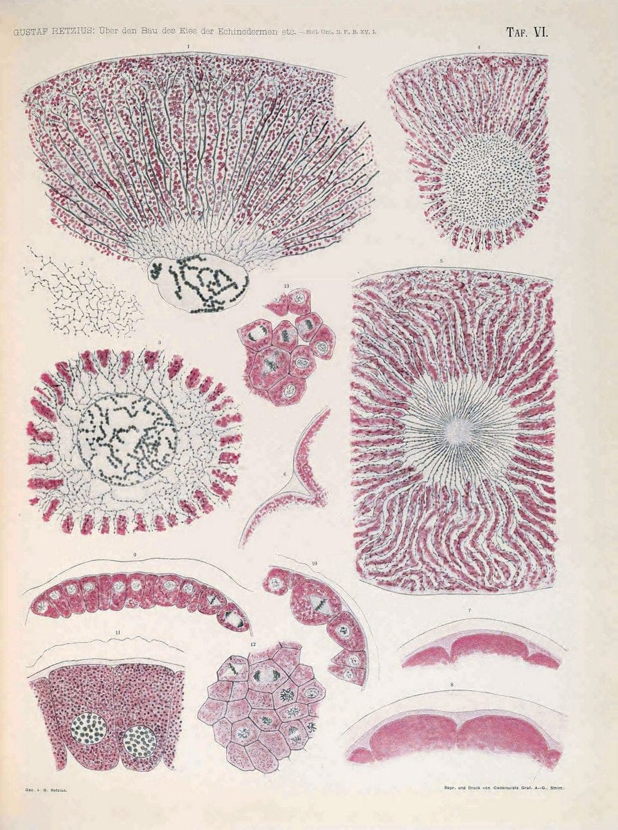 Biologische Untersuchungen,.Leipzig,C.F.W. Vogel,1890-1921.  | "Anatomy, Comparative" Biology "Nervous system" | Vintage Print Reproduction 461984