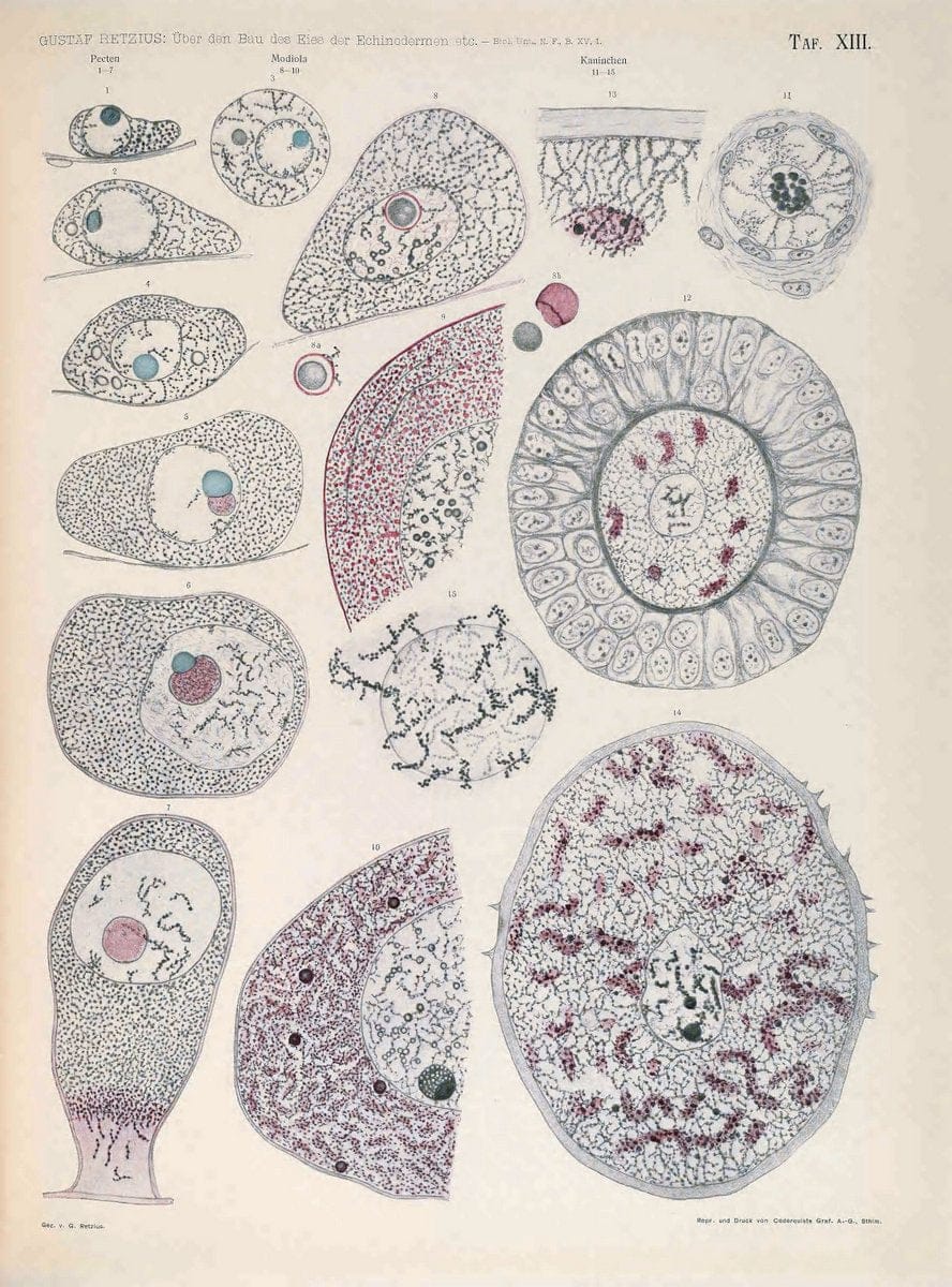 Biologische Untersuchungen,.Leipzig,C.F.W. Vogel,1890-1921.  | "Anatomy, Comparative" Biology "Nervous system" | Vintage Print Reproduction 461991