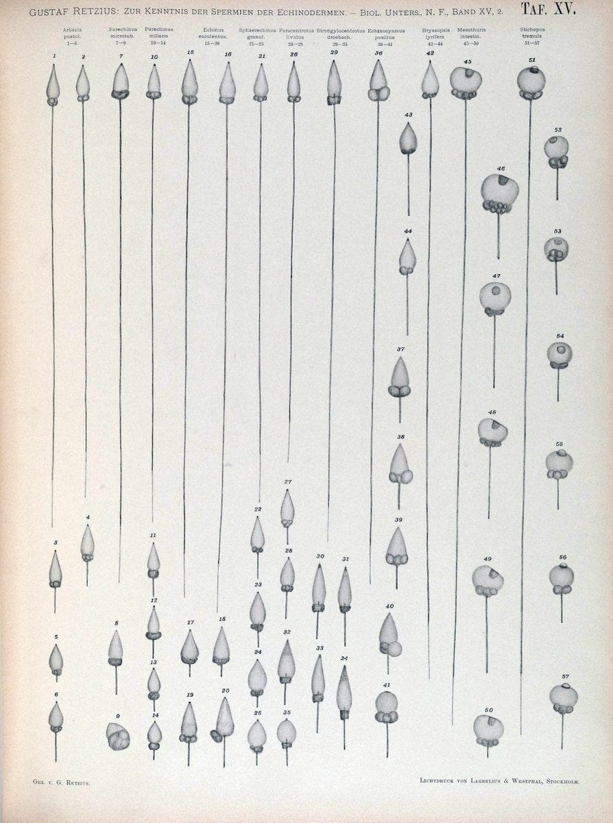 Biologische Untersuchungen,.Leipzig,C.F.W. Vogel,1890-1921.  | "Anatomy, Comparative" Biology "Nervous system" | Vintage Print Reproduction 461993