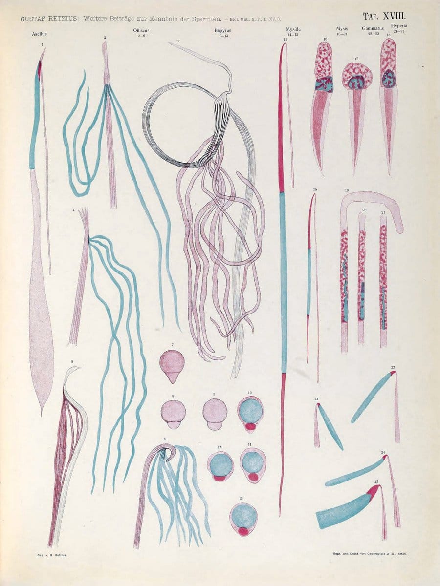 Biologische Untersuchungen,.Leipzig,C.F.W. Vogel,1890-1921.  | "Anatomy, Comparative" Biology "Nervous system" | Vintage Print Reproduction 461996