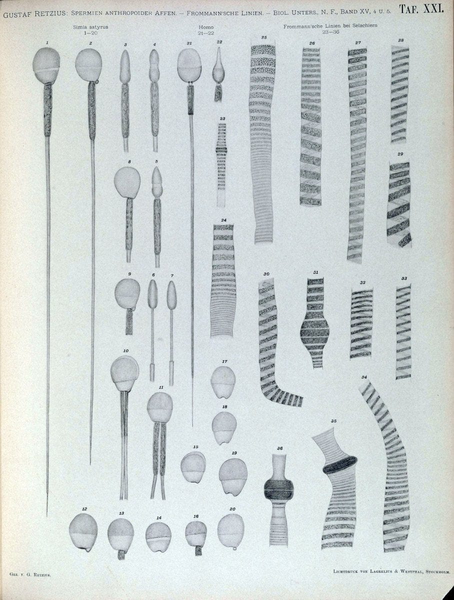 Biologische Untersuchungen,.Leipzig,C.F.W. Vogel,1890-1921.  | "Anatomy, Comparative" Biology "Nervous system" | Vintage Print Reproduction 461999