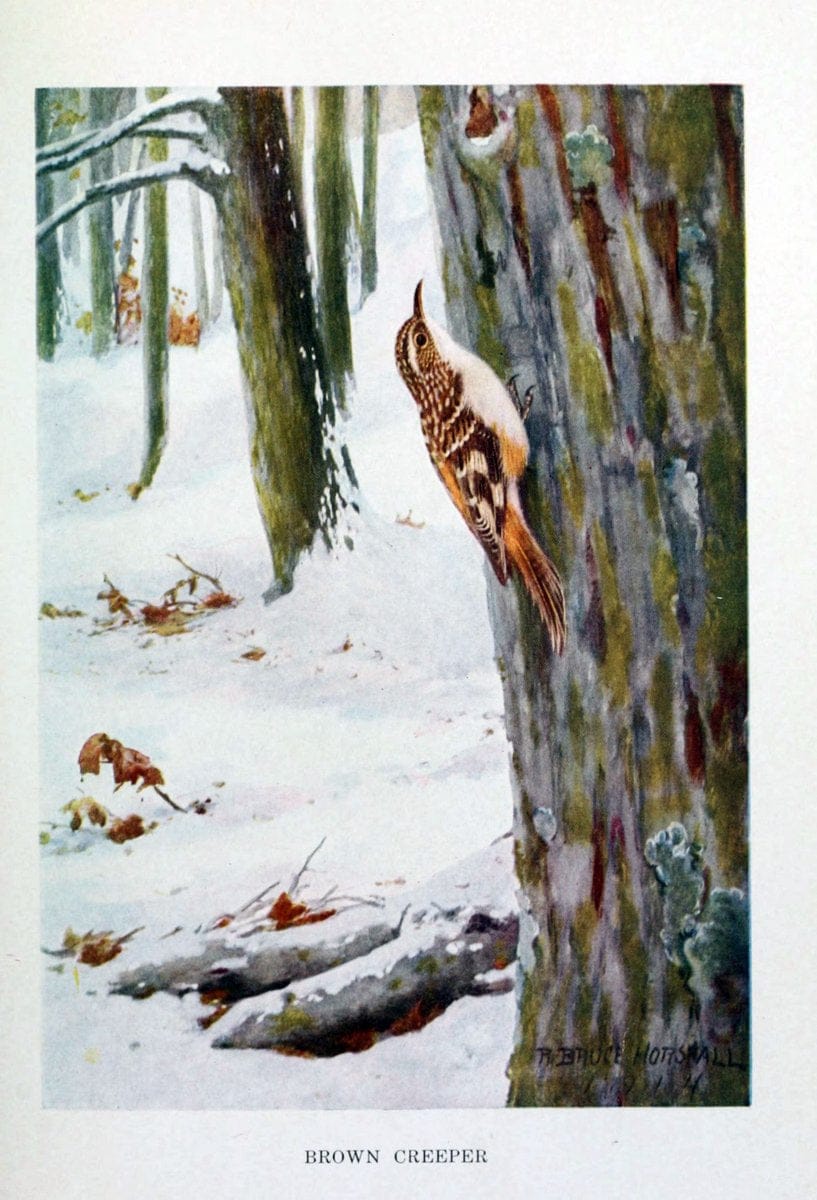 Bird biographiesNew York,Dodd, Mead,1923. | 59.82(73) Birds "East (U.S.)"  | Vintage Print Reproduction 462002