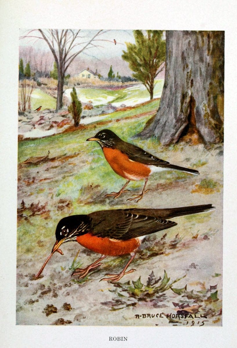 Bird biographiesNew York,Dodd, Mead,1923. | 59.82(73) Birds "East (U.S.)"  | Vintage Print Reproduction 462003