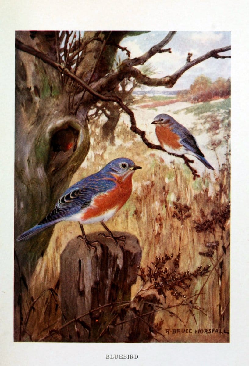 Bird biographiesNew York,Dodd, Mead,1923. | 59.82(73) Birds "East (U.S.)"  | Vintage Print Reproduction 462004
