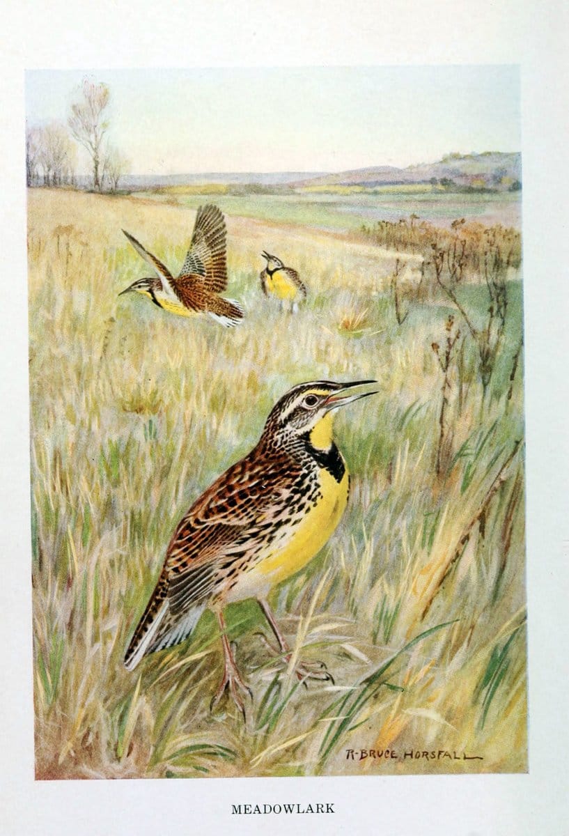 Bird biographiesNew York,Dodd, Mead,1923. | 59.82(73) Birds "East (U.S.)"  | Vintage Print Reproduction 462010