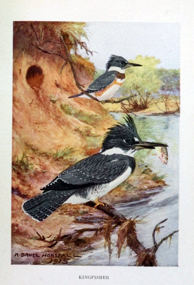 Bird biographiesNew York,Dodd, Mead,1923. | 59.82(73) Birds "East (U.S.)"  | Vintage Print Reproduction 462015